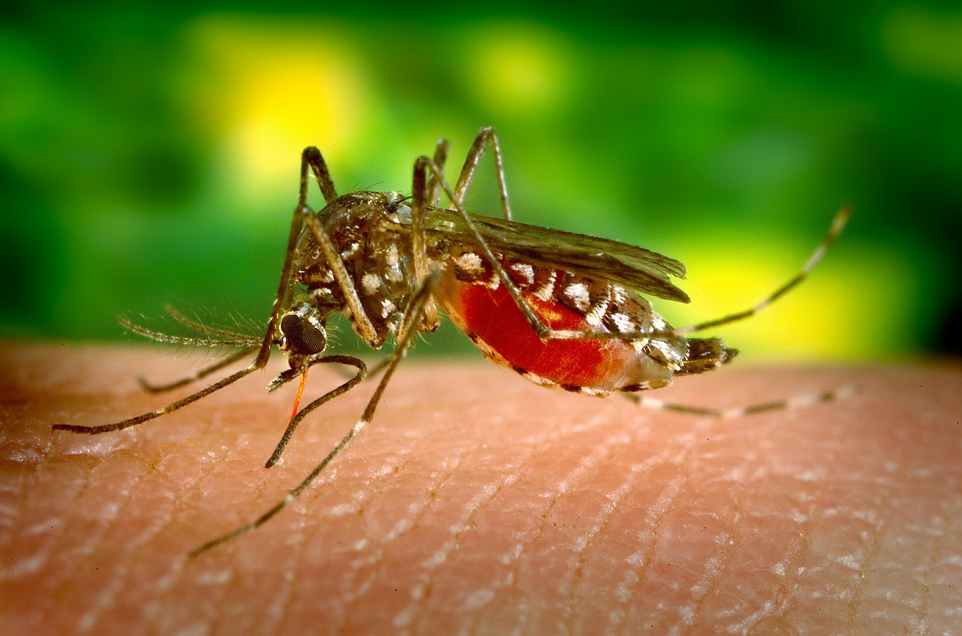țânțar