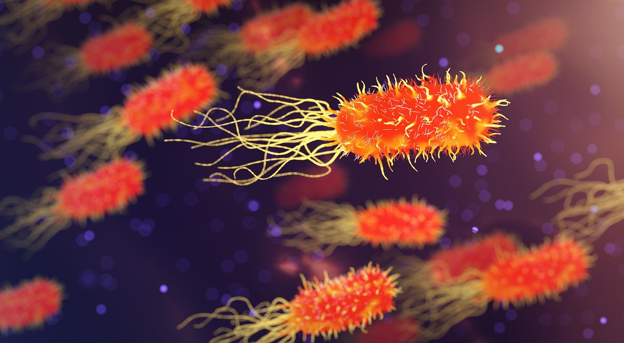 Bacterii la microscop